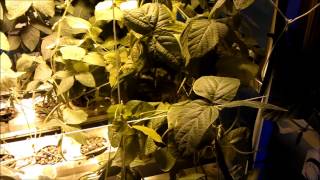 Indoor Aeroponic Soybeans [upl. by Beverley425]