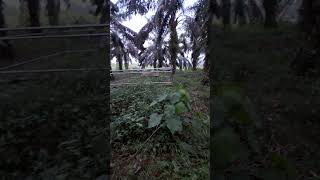 Makam datuk harimau kampar Yang terlupakan oleh masyarakat kampar kampar Riaupejuangkampar [upl. by Eilesor]