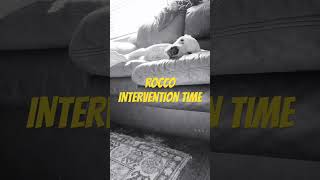 ROCCO DRUG PROBLEM READ DESCRIPTION funny funnyshorts shorts dog pets dogshorts doglover [upl. by Rooke]