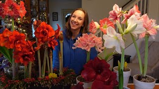 Control Fungus Gnats on Amaryllis Effectively and Easily  Northlawn Flower Farm [upl. by Jeffers464]