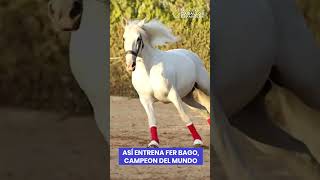 Entrenamiento de caballo campeón del mundo caballo caballos aguazarca shorts horses [upl. by Margareta563]