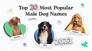 Top 20 Most Popular Male Dog Names in 2023 [upl. by Aramas]