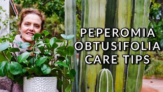 PEPEROMIA OBTUSIFOLIA CARE THE EASY BABY RUBBER PLANTJoyUsGarden [upl. by Minerva]