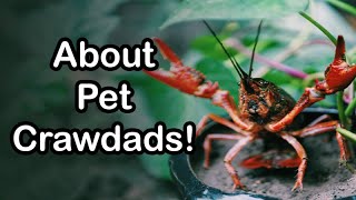 Easy and Fun Pet The Crawdad crayfish [upl. by Marlon]