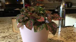 Polka Dot Plant Time Lapse of Being Watered [upl. by Nahsaj]