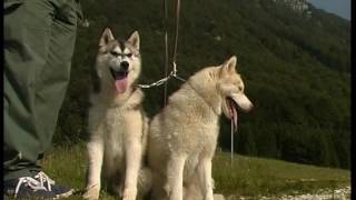 The Siberian Husky And Alaskan Malamute [upl. by Kawai56]