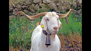 💚 La cabra BLANCA CELTIBÉRICA del Maestrazgo Castellón 🐐🐐🐐🐐 [upl. by Artemus338]