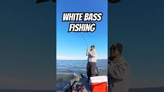 112424 White bass fishing fishing whitebass bass fish garmin lake kansas texas oklahoma [upl. by Squier]