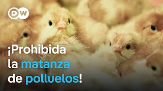 ¿Qué consecuencias tiene la prohibición de sacrificar polluelos en Alemania  DW Documental [upl. by Dulcie]