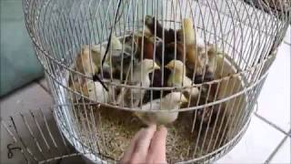 Big clean up of the cages from the chicks [upl. by Novek]