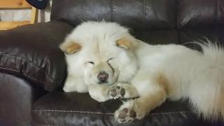 White Chow chow sleeping [upl. by Sherar255]