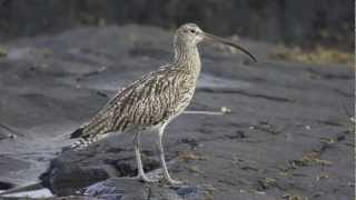 BTO Bird ID  Curlew and Whimbrel [upl. by Norine]