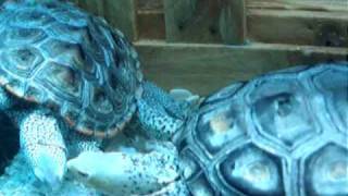 Conservancy of Southwest Florida Diamondback Terrapins [upl. by Odraccir]