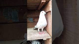 Andhra tippler pigeonviralshort pigeon biswaspigeon viralvideo kabootar [upl. by Htirehc682]