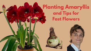 How to Plant Amaryllis Bulbs  Tips for Faster Flowering [upl. by Adev359]