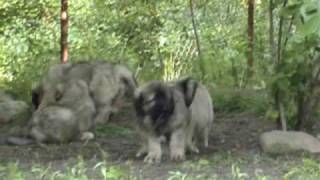 Caucasian ovcharka puppies 6  65 weeks old ECHINUS kennel [upl. by Eada]