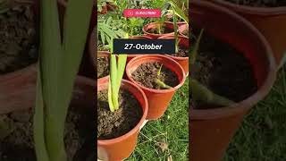 Gladiolus Flower Plant  Gladiolus Flower Plant Care  Gladiolus Plant Germination Review [upl. by Aneehsat]