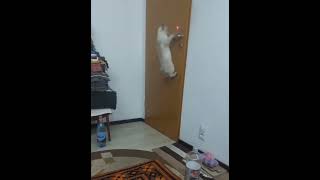 Yuna si Laserul funny funnyvideo subscribe [upl. by Eesyak953]