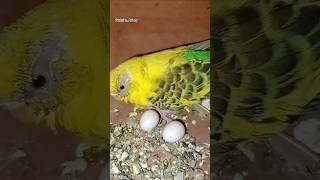 Budgies breeding progress  Budgies progress  Budgies  Budgies Breeding Setup  Love Birds shorts [upl. by Riha618]