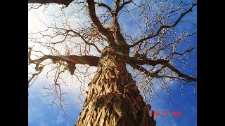 Chinese Jujube Trees Generous Living Heirlooms [upl. by Yelsnia639]