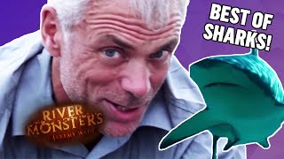 Best Of Sharks  COMPILATION  River Monsters [upl. by Aamsa]