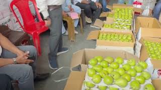 Todays Pear 2050 Market Update  Himalayan Farming  Live Update [upl. by Brag]