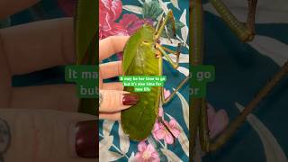 Giant hooded katydid brought us new life gianthoodedkatydid insects giantinsects [upl. by Temp]