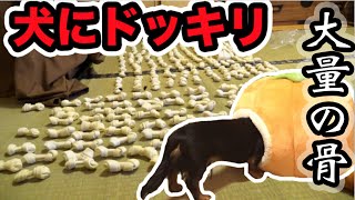 朝起きたら大量の骨に囲まれてるドッキリを犬にしてみたら！！ [upl. by Derwood]