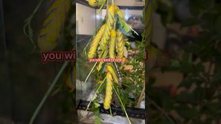 How to care for Deaths Head Hawk Moth moths youtubegrowth moth hawkmoth subscribers [upl. by Kirkwood]