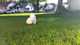 Silkie Rooster Tidbitting [upl. by Enad]