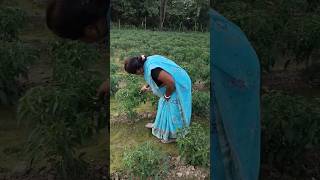 Mirchi ke kheti  dehati gramin kisan  trending shorts agriculture [upl. by Odraleba]