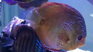 Welcome Murray the Moray freshwater tiger moray eel [upl. by Mairam]