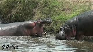 3 KRUGER HIPPOS FIGHTING [upl. by Carley]