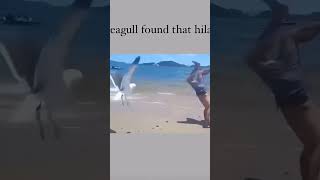 wait until the end 😂 he made the bird laugh 😁funny viralcontent reels tiktok animals [upl. by Euv]