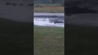 Wisconsin early teal ducks hunting waterfowl geese [upl. by Mientao]