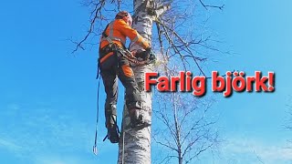 Klättring i farlig björk [upl. by Wise]