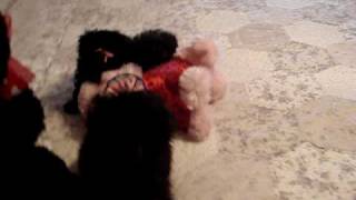 Teacup Poodle Toy poodles [upl. by Chrissie]