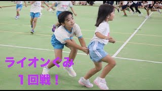 ライオンぐみ１回戦！ あきの大会2024 しっぽとり大会 ライオンの子教育 [upl. by Atorod423]