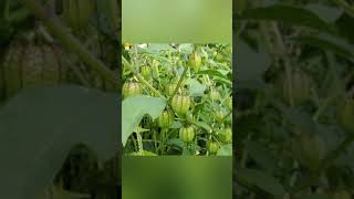 AMAZING HEALTH BENEFIT OF CIPLUKAN PLANT PHYSALIS ANGULATA DiscoveryHH [upl. by Edward798]