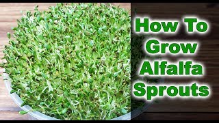 How To Grow Alfalfa Sprouts  3 EASY Steps 2019 [upl. by Kaylil]