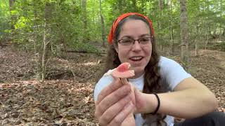 How to recognize Russula mushrooms  mycorrhizal mushrooms explained [upl. by Duff571]