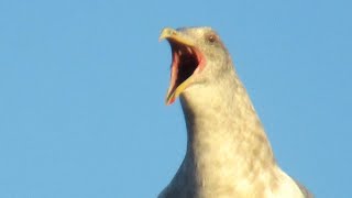 Seagull Screaming  Amazing Seagull Sounds [upl. by Fauch]