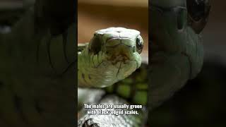 Boomslang Dispholidus typus  OneMinute Wildlife [upl. by Anisamoht392]