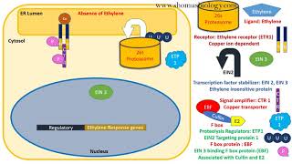 Ethylene signaling pathway [upl. by Erodroeht]