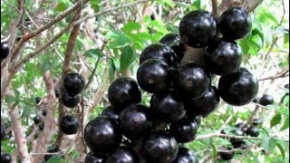 Jaboticaba florada após adubo de cobertura e muita água [upl. by Bassett]