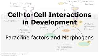 CelltoCell Interaction in Developmentquot Paracrine factors and Morphogens [upl. by Silvio]