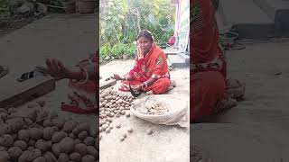 potato seeds are being harvested highlight short videofarming [upl. by Jamey]