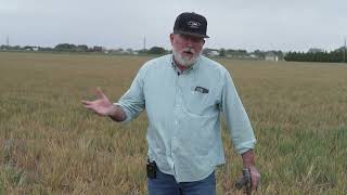 Texas Cotton Planting in Full Swing  After a Devastating 2023 Texas Farmers See a Glimpse of Green [upl. by Eilitan]