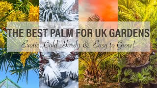 The Best Palm for UK Exotic or Tropical Style Gardens Trachycarpus wagnerianus or Jubaea chilensis [upl. by Wolk]