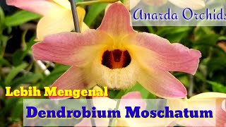 Mengenal Dendrobium Moscatum [upl. by Snashall416]